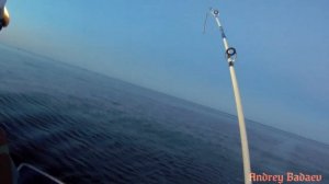 Супер клев судака. Ладога. Тролинг судака. Июль2020