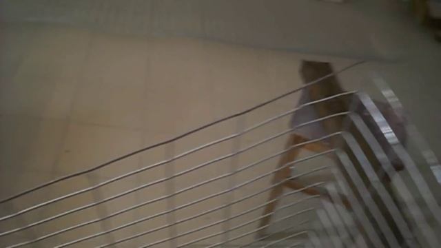 Клетка для перепелов за 40 минут. Cell for quail own hands. смотреть онлайн