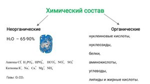Молекулярный уровень жизни