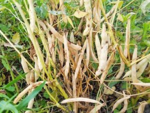 Экспериментальные посевы фасоли. КФХ "Урожайное"