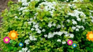 Спирея березолистная Осторов (исланд). Краткий обзор, описание spiraea betulifolia Island