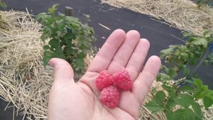 Первая малина,топ три сорта.