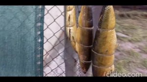 Селедка горячего копчения Третий опыт