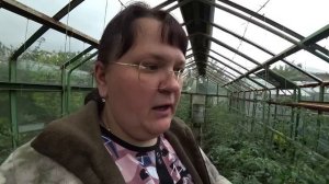 Томаты. Ответы на часто задаваемые вопросы