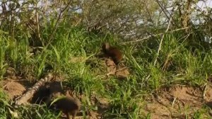 Дикая природа Южной Африки