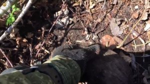 РАСКОПАЛ СЕРЕБРО ПРЕДКОВ на фундаменте. Поиск монет и кладов с металлоискателем | Золотое Хобби