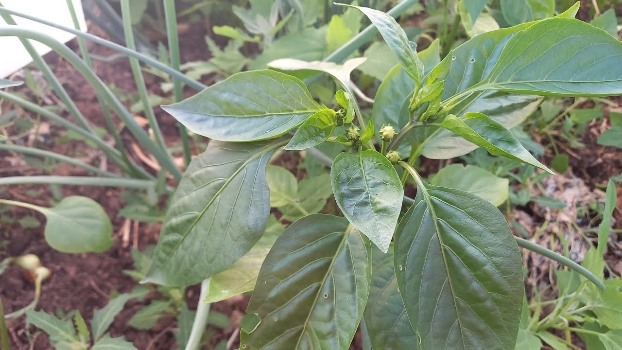 Супер подкормка для перцев. muZN-3qrpF0 смотреть онлайн