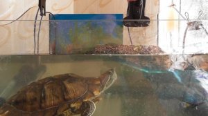 кормление красноухой черепахи креветками