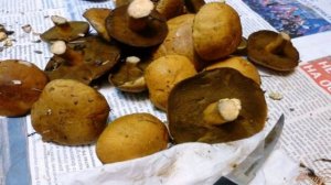 Замороженные моховики на зиму