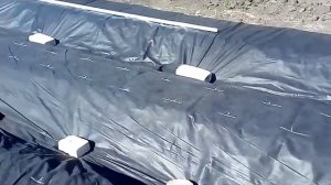 Посадка клубники под агроволокно.