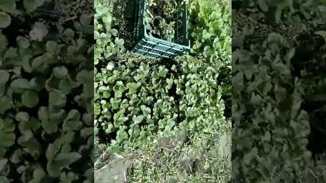 Саженцы клубники Ферма "Омская Ягода" смотреть онлайн