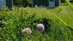 Глэмпинг Зеленая тропа.