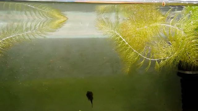 Роголистник смотреть онлайн