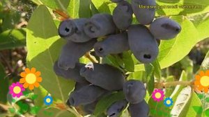 Жимолость съедобная Войтек. Краткий обзор, описание характеристик lonicera edulis Voitek