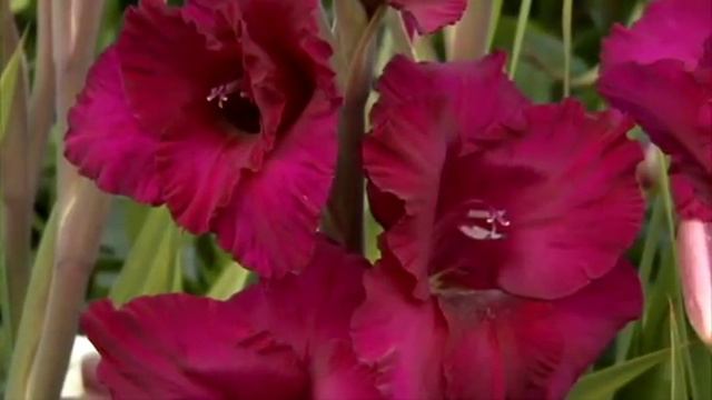 Van Z Gladiolus 101 смотреть онлайн
