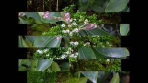 КАЛЬМИЯ (KALMIA) сем. Вересковые