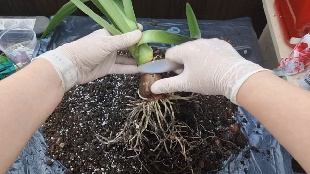 Пересадка взрослой луковицы Sweet Lilian, с неожиданным бонусом смотреть онлайн