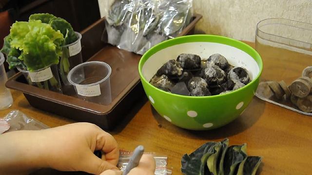 Укоренение фиалок в торфоперегнойных таблетках смотреть онлайн
