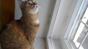 До чего же мы несчастливы, царевны:) Кошка Ромашка.