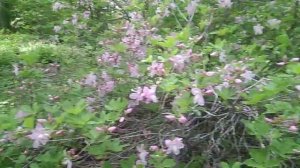 Рододендрон Шлиппенбаха или азалия королевская