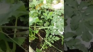 лето 2024 часть вторая