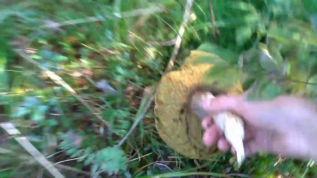 Сбор грибов по-карельски в подмосковном лесу/Все виды грибов в одном месте. смотреть онлайн