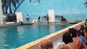 Морские Котики в Дельфинарии Кисловодска!!!