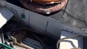 Запуск дизель 4ч 8,5 Рига дизель.