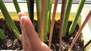 Каллы (зантедеския) цветёт в домашних условиях ??