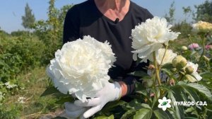 Ann Cousins peony. Анн Кусинс пион. Пулков сад