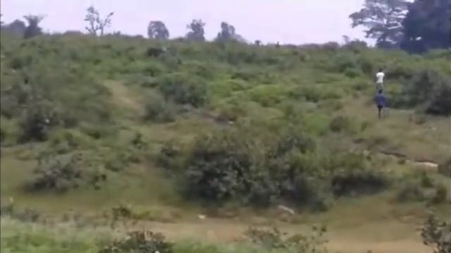 В Индийском парке слон затоптал любителя селфи смотреть онлайн