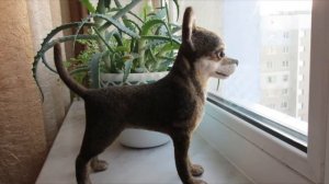 Валяние Той терьер