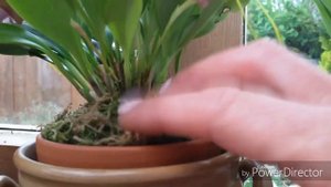 Masdevallia caudata " dark " цветение и немного об уходе