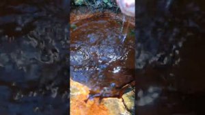 17 августа 2020 г. Нарзанные источники. Теберда. Карачаево-Черкессия.