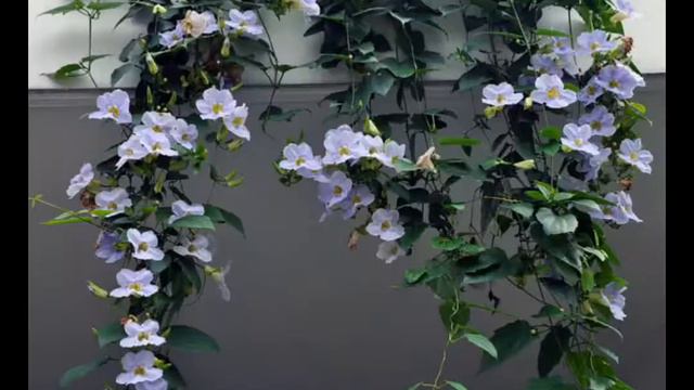 Top 5 permanent climbing plants for your garden in 2021
