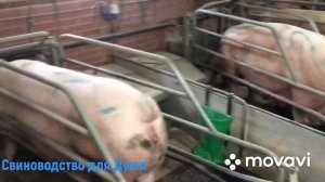 Предстарт поросятам!С какого дня подкармливаем поросят?