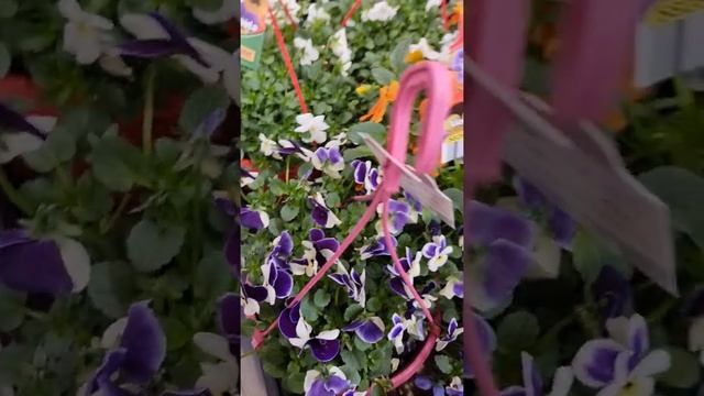 AMAZING VIOLA CORNUTA HANGING BASKET PLANT