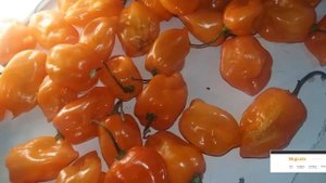 Habanero Хабанеро