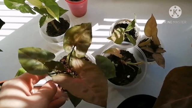 МОИ СИНГОНИУМЫ. Купила интересный спатифиллум в коллекцию.
