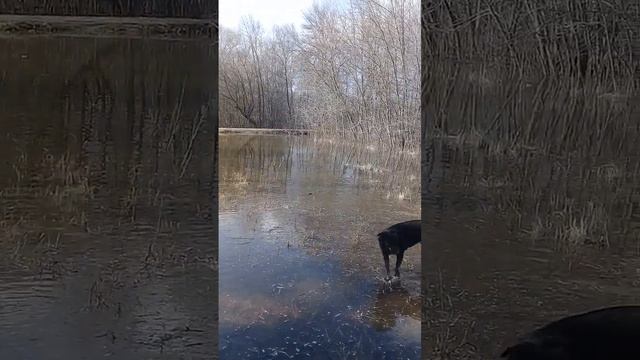 Весенний разлив Хопра и озера Подпесочного.Собачки купаются.Урюпинск, 21 марта 2023г.