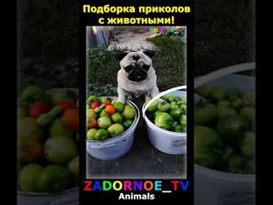 Подборка приколов про животных №136