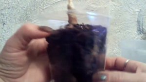 Гниль в середине ствола Аглоанемы