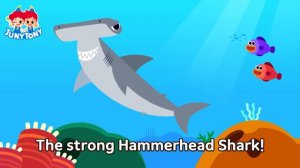 Saw Shark vs. Hammerhead Shark | VS Series for Kids | Shark Song | Kindergarten Song | JunyTony