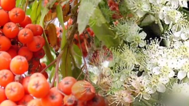 Край рябиновый Ольга Пашкова и Татьяна Мармышева
