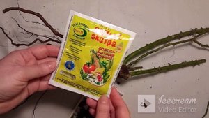 Как сохранить саженец розы до высадки в открытый грунт