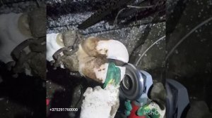 Обрезка и расчистка копыт у коров.Крс. Беларусь. Январь 2018г.