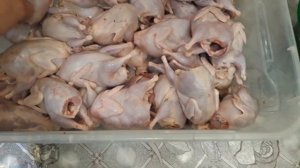 Перепелам 9 месяцев. Сколько весят и куда их девать?