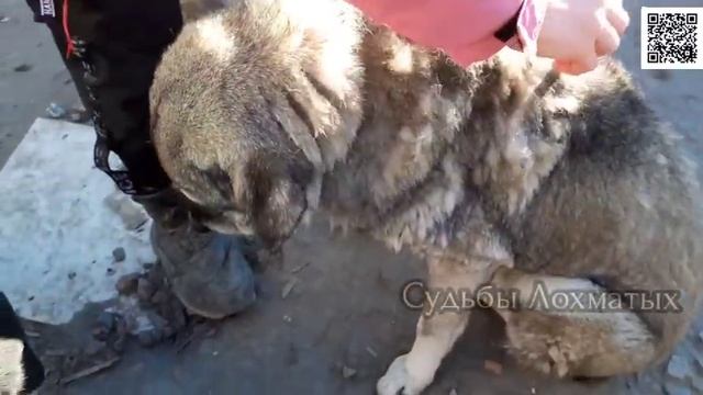 01.12.22г. Всех ЗАКАПАЛИ в приюте!!! Это БАРС!!! Плановые обработки от паразитов! смотреть онлайн