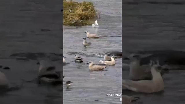 Пес ворует огурцы с грядок, что он с ними делает? смотреть онлайн