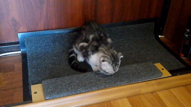 Новая когтеточка и сломанный котик) смотреть онлайн